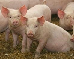 Research keys advances in swine industry the past 20 years